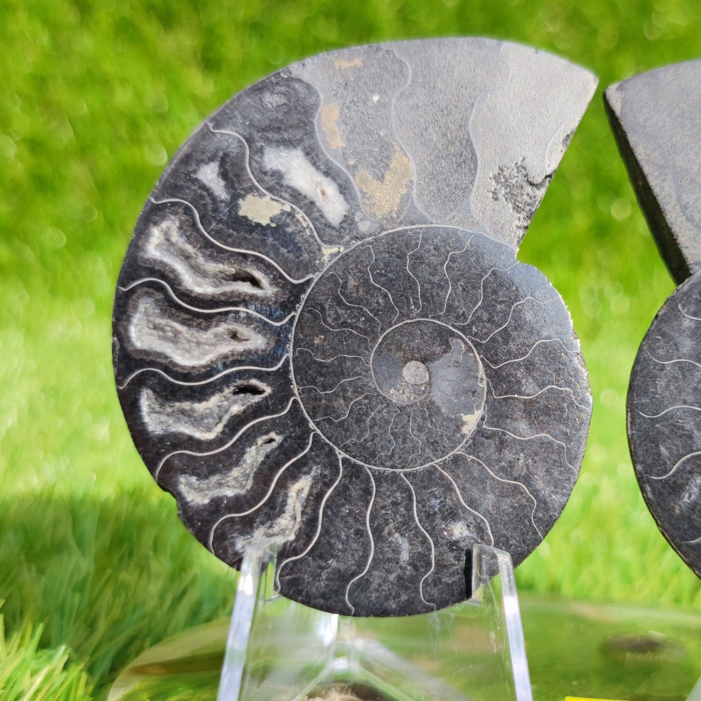 Madagascar cut and polished ammonite pair - North Yorkshire Fossils