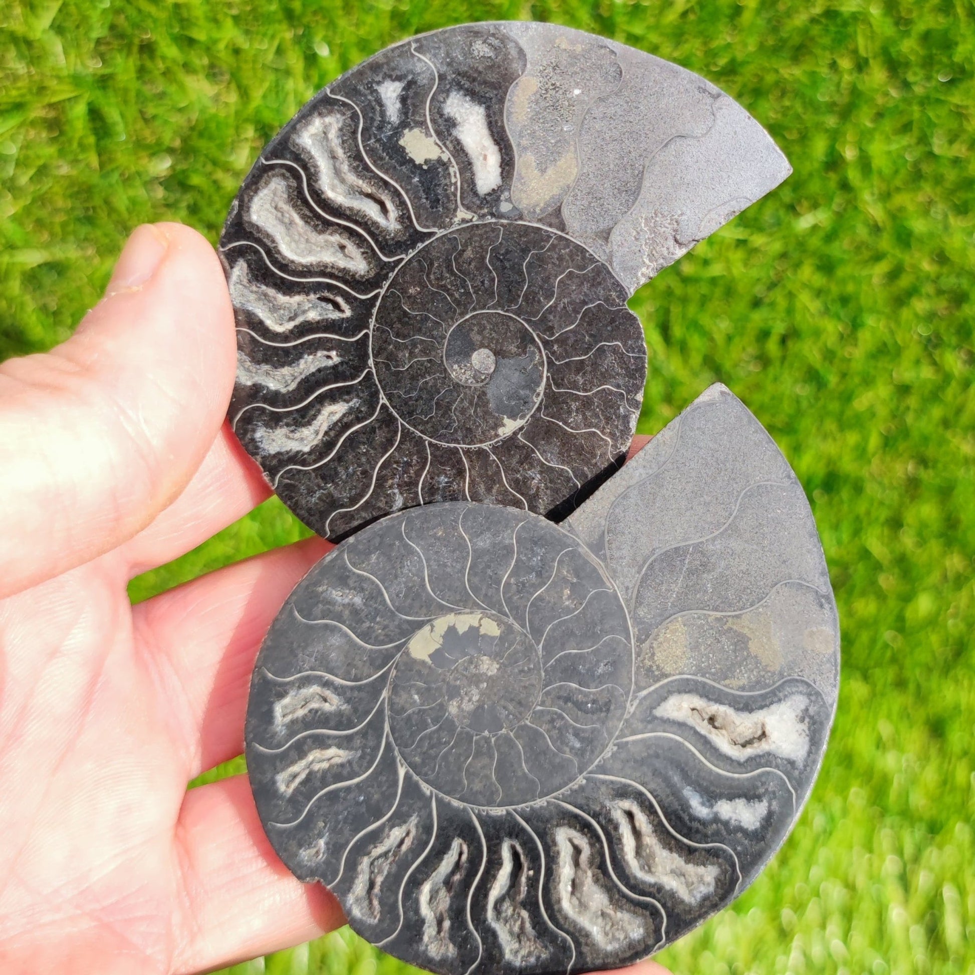 Madagascar cut and polished ammonite pair - North Yorkshire Fossils