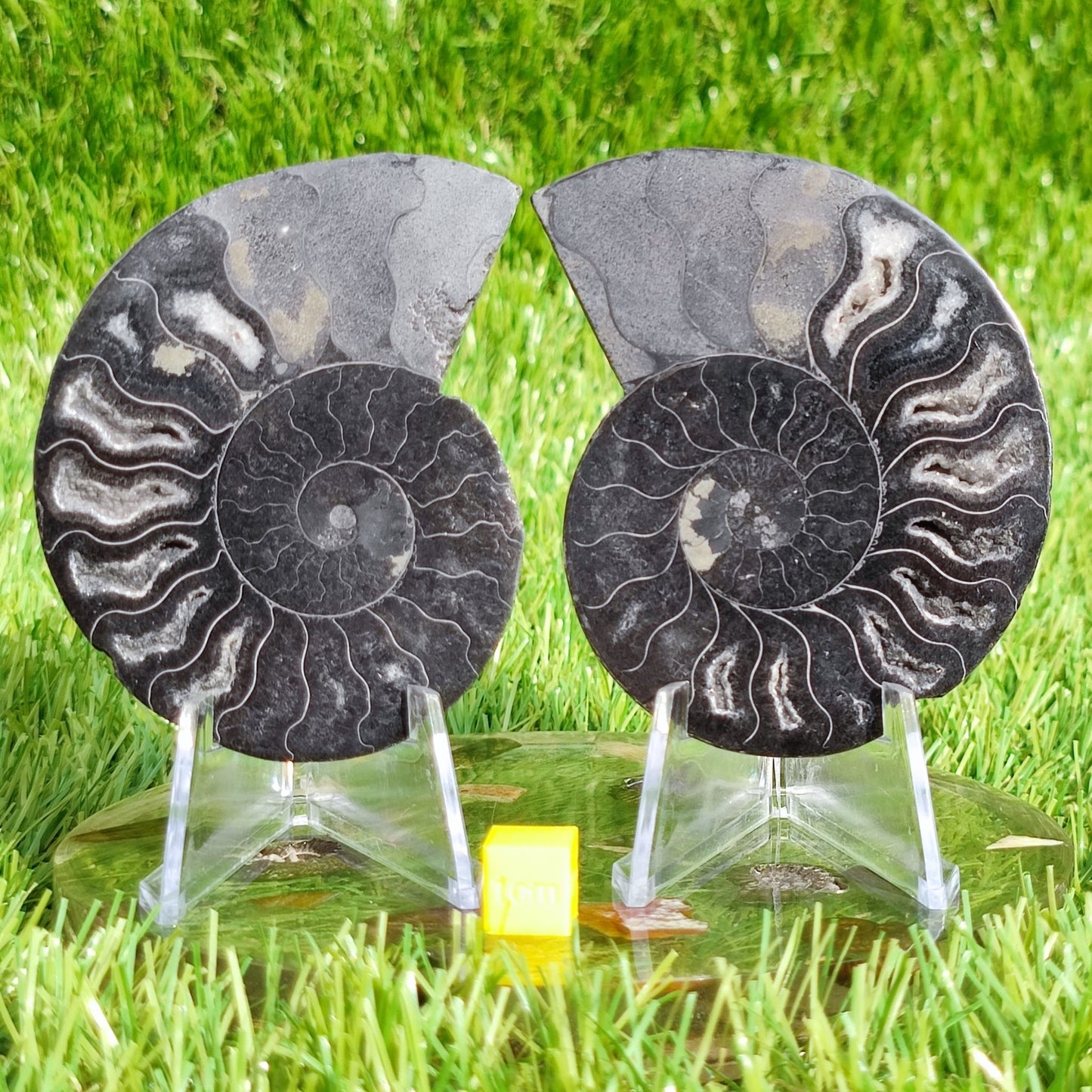 Madagascar cut and polished ammonite pair - North Yorkshire Fossils