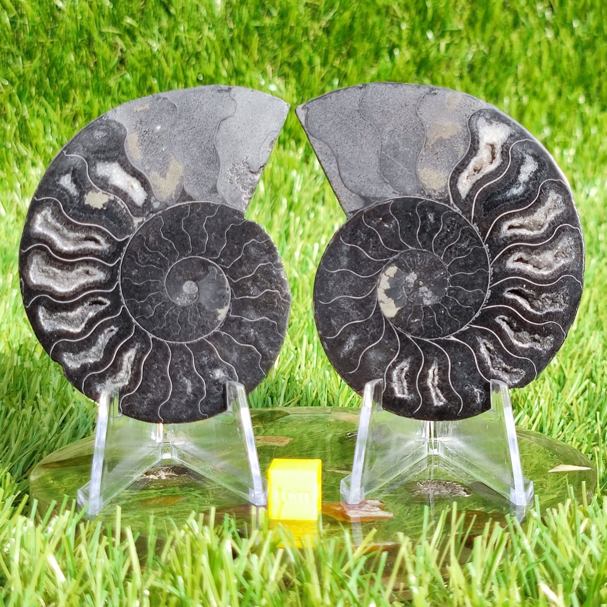 Madagascar cut and polished ammonite pair - North Yorkshire Fossils