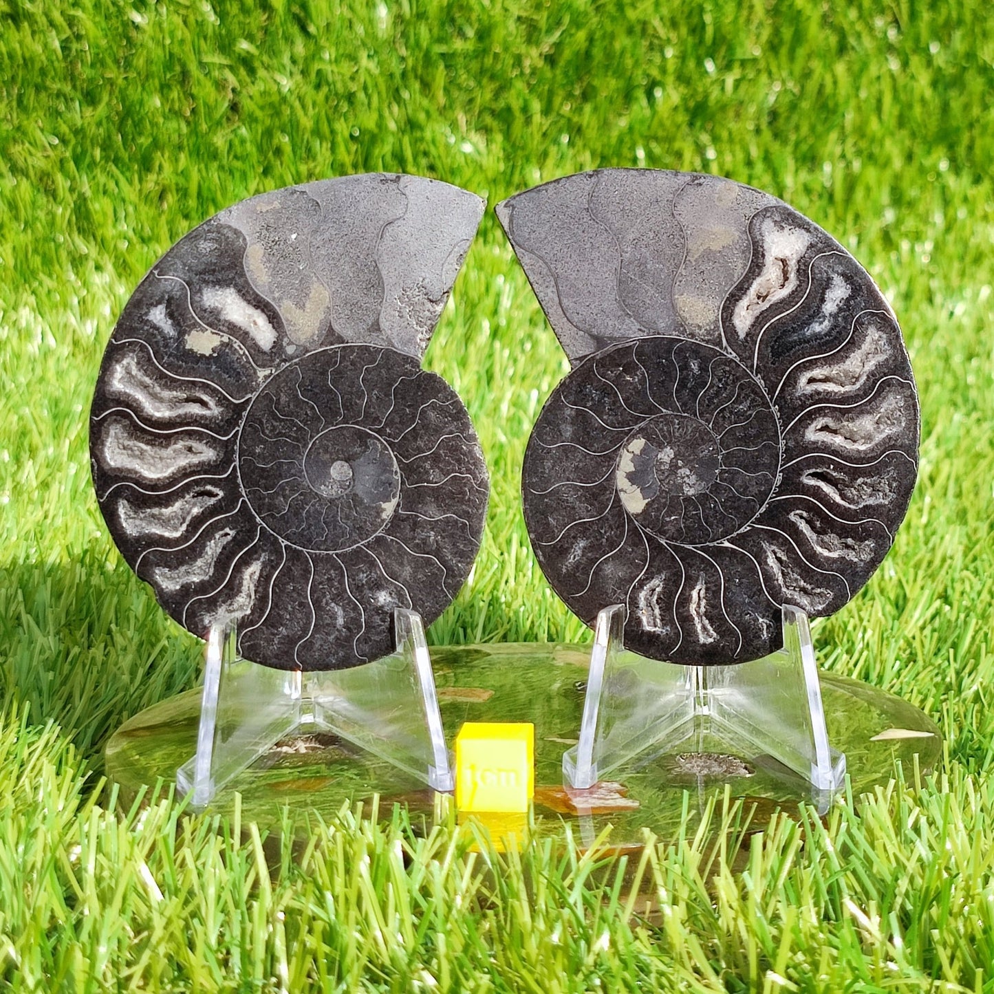 Madagascar cut and polished ammonite pair - North Yorkshire Fossils