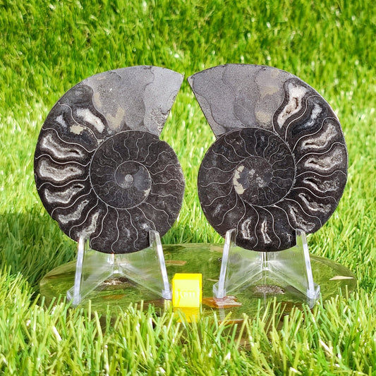 Madagascar cut and polished ammonite pair - North Yorkshire Fossils