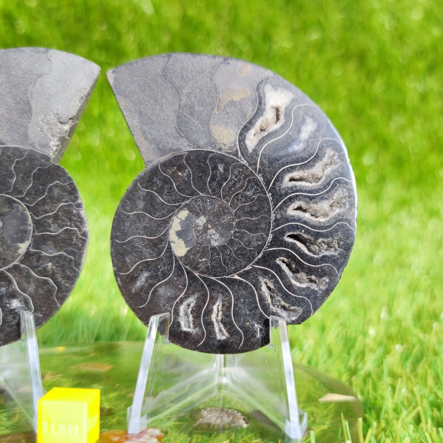 Madagascar cut and polished ammonite pair - North Yorkshire Fossils