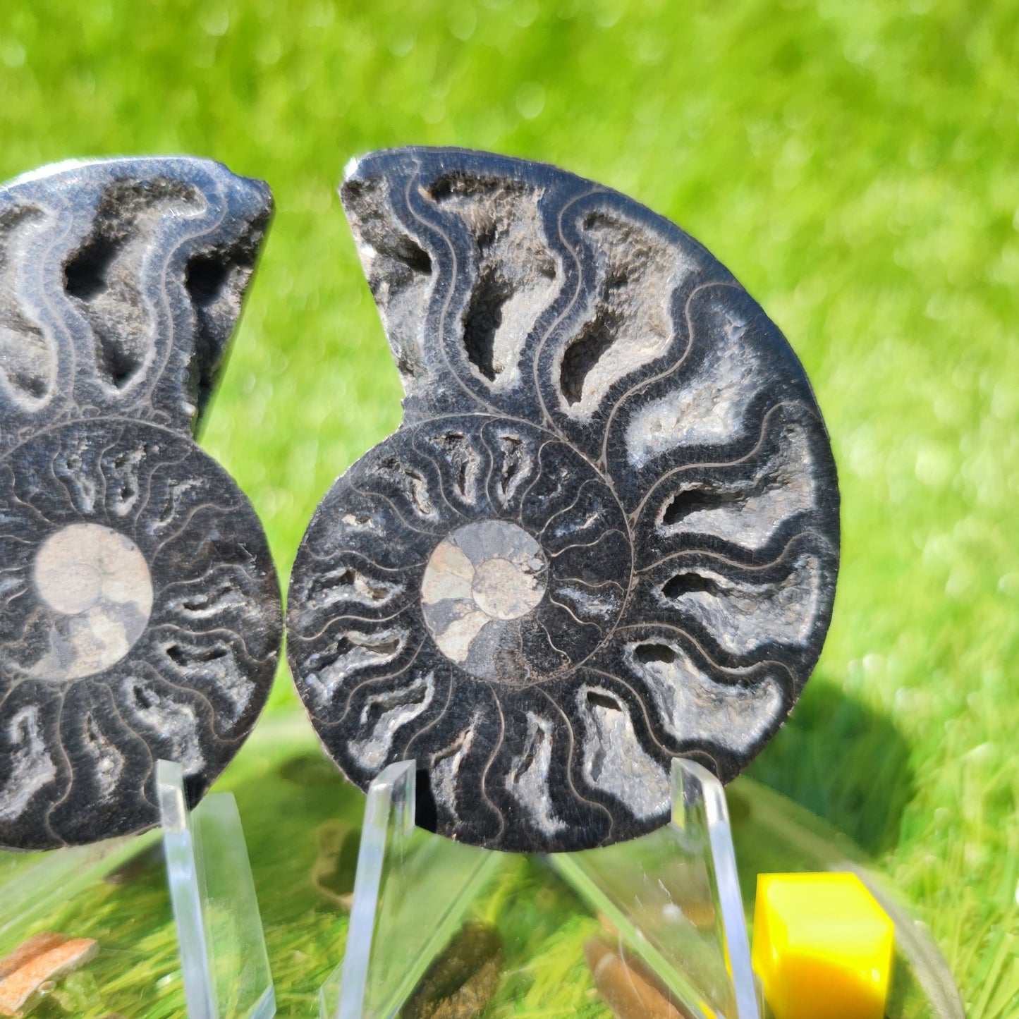Madagascar polished ammonite fossil - North Yorkshire Fossils