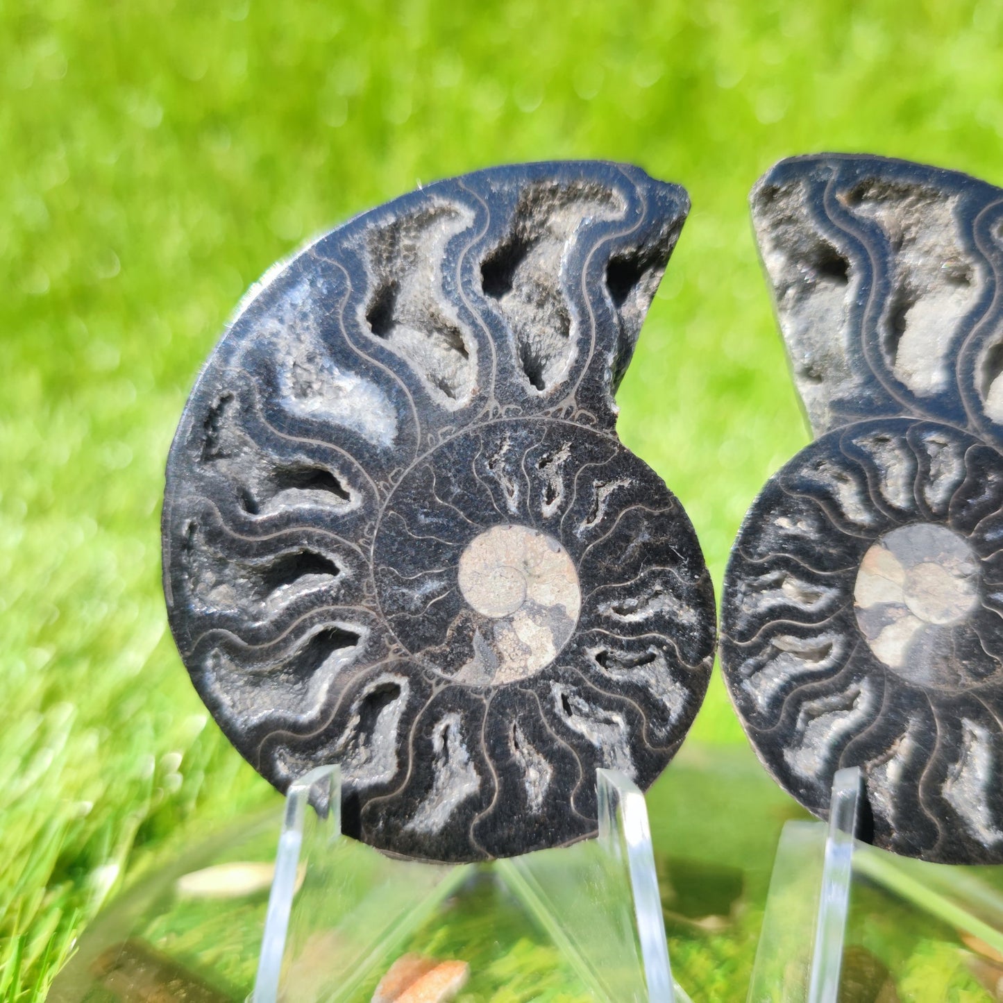 Madagascar polished ammonite fossil - North Yorkshire Fossils