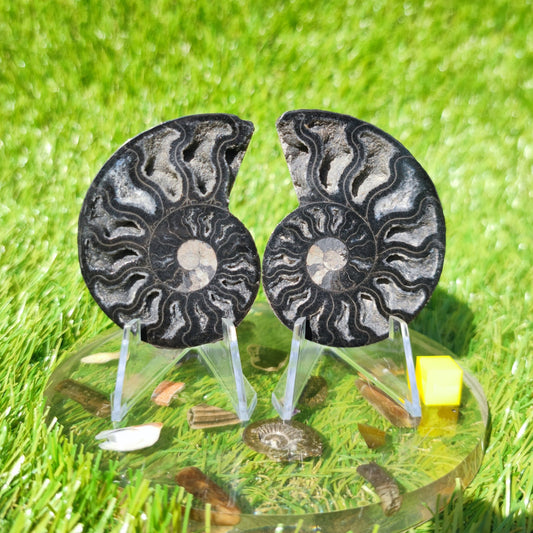 Madagascar polished ammonite fossil - North Yorkshire Fossils