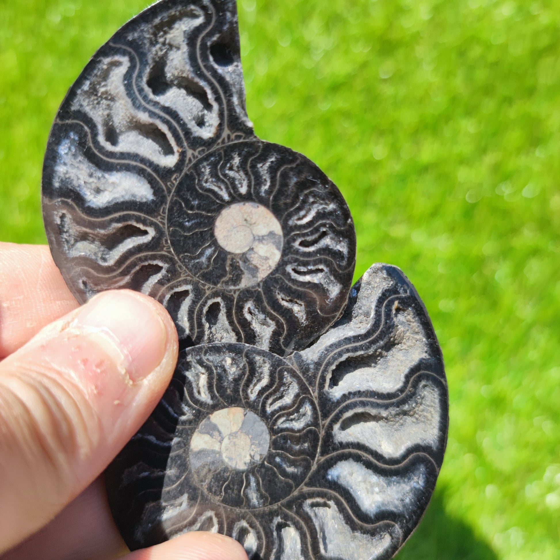 Madagascar polished ammonite fossil - North Yorkshire Fossils