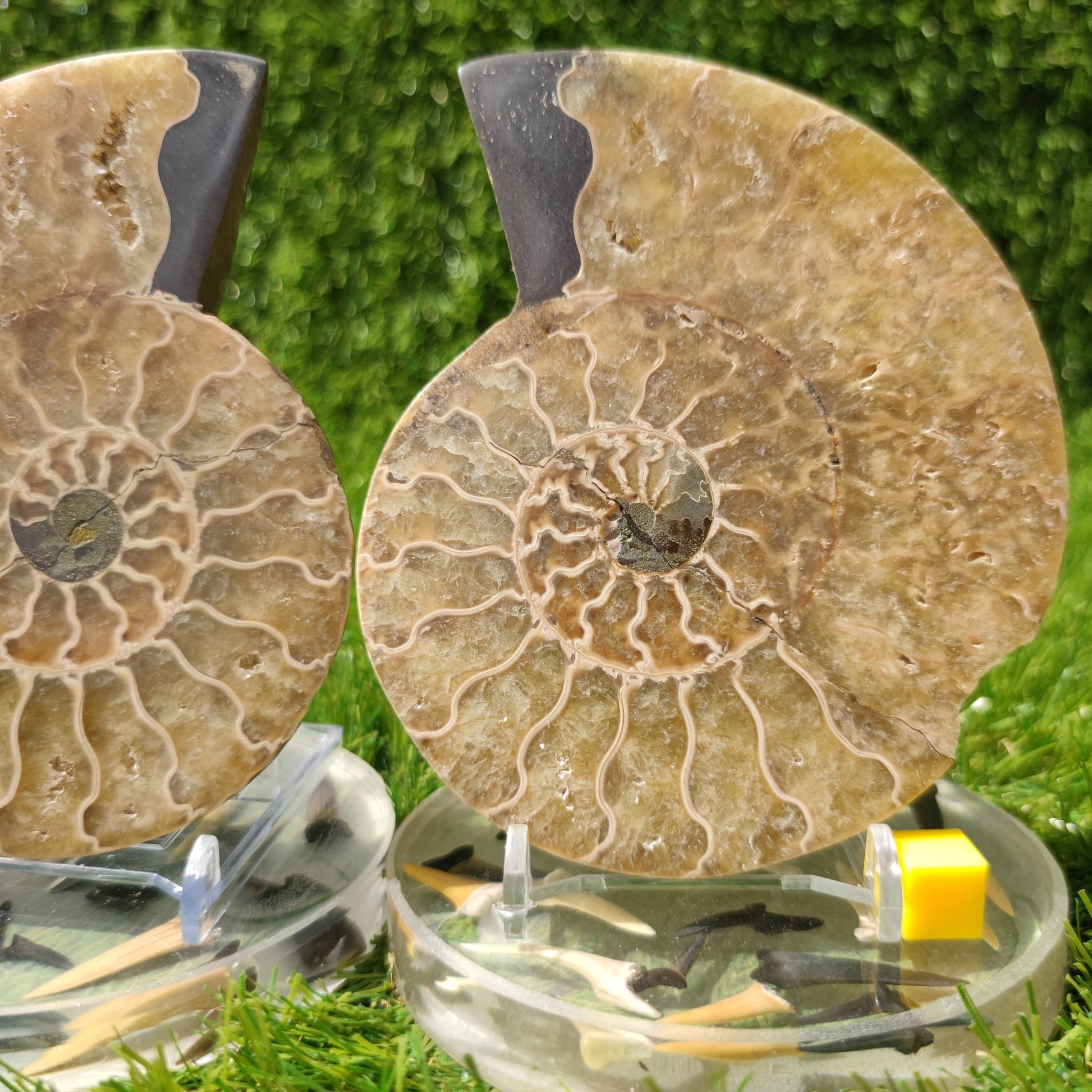 Madagascar polished ammonite fossil pair - North Yorkshire Fossils