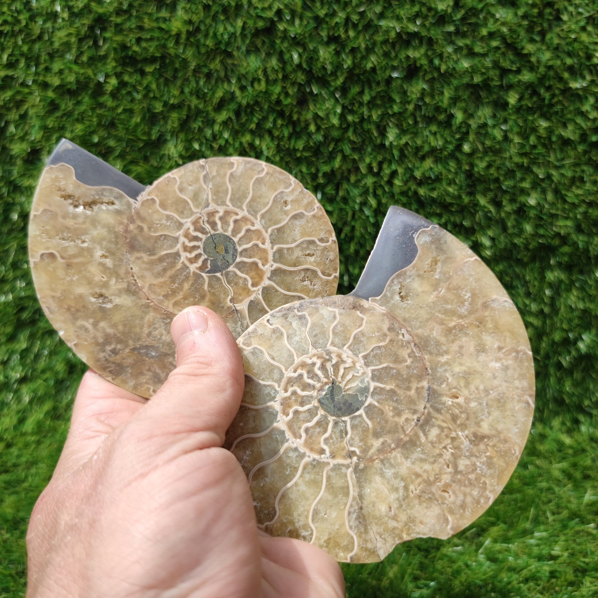 Madagascar polished ammonite fossil pair - North Yorkshire Fossils