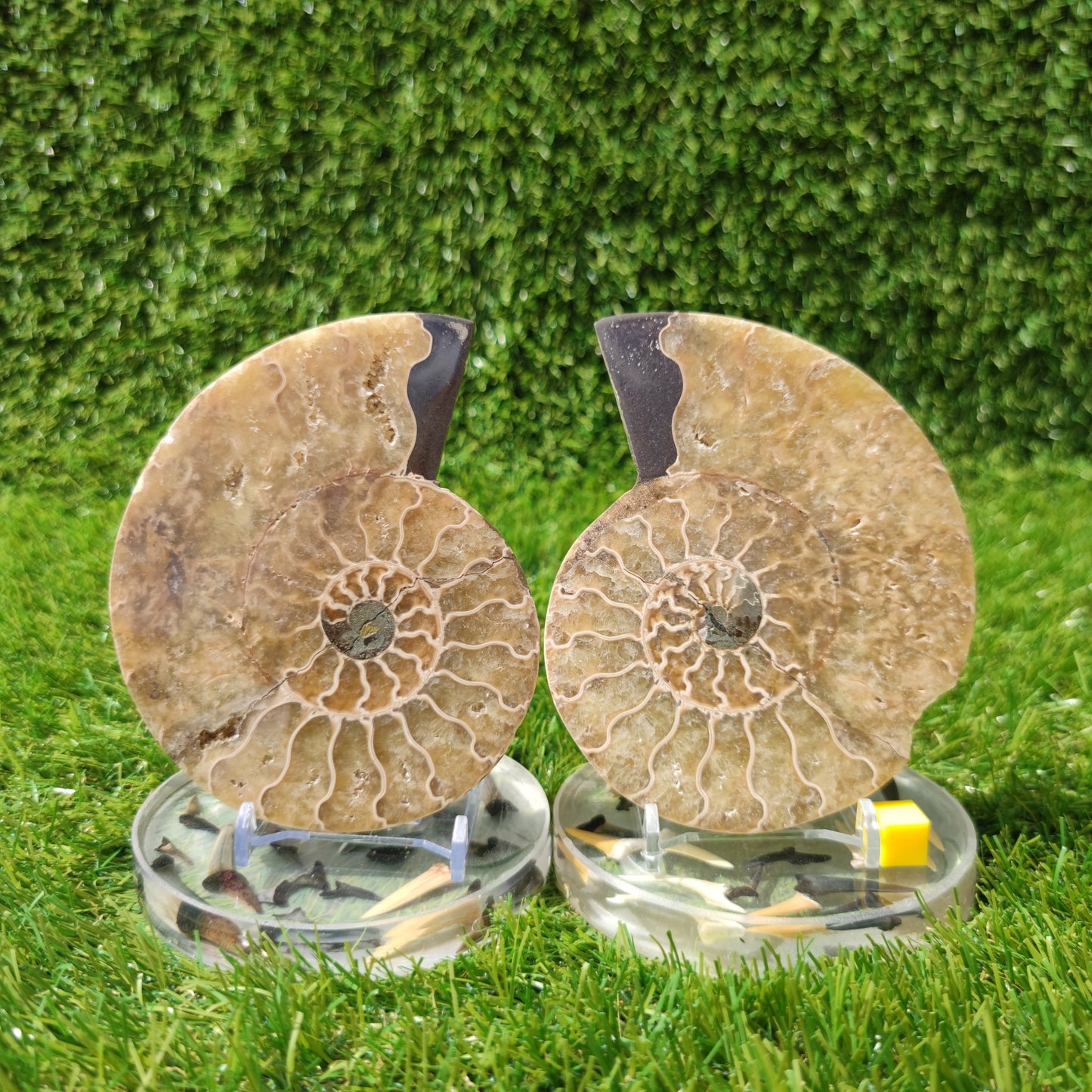 Madagascar polished ammonite fossil pair - North Yorkshire Fossils