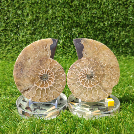 Madagascar polished ammonite fossil pair - North Yorkshire Fossils