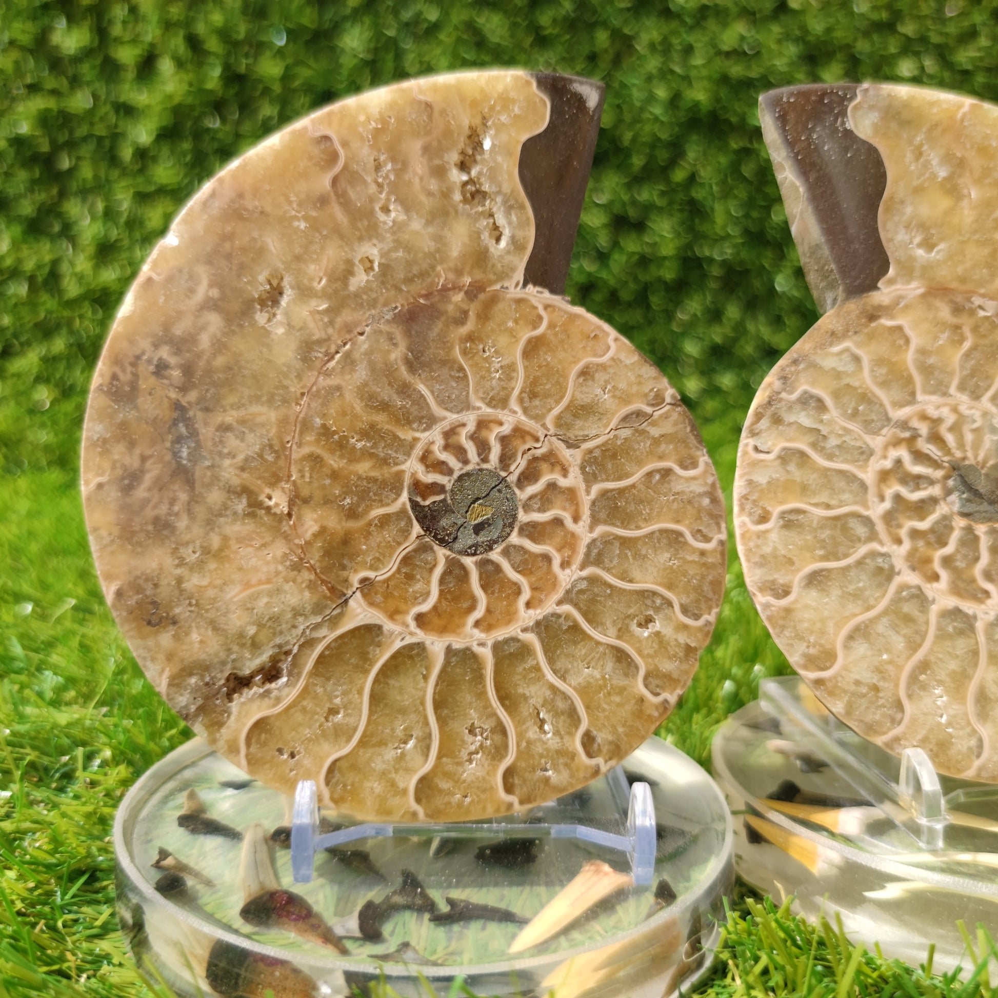 Madagascar polished ammonite fossil pair - North Yorkshire Fossils