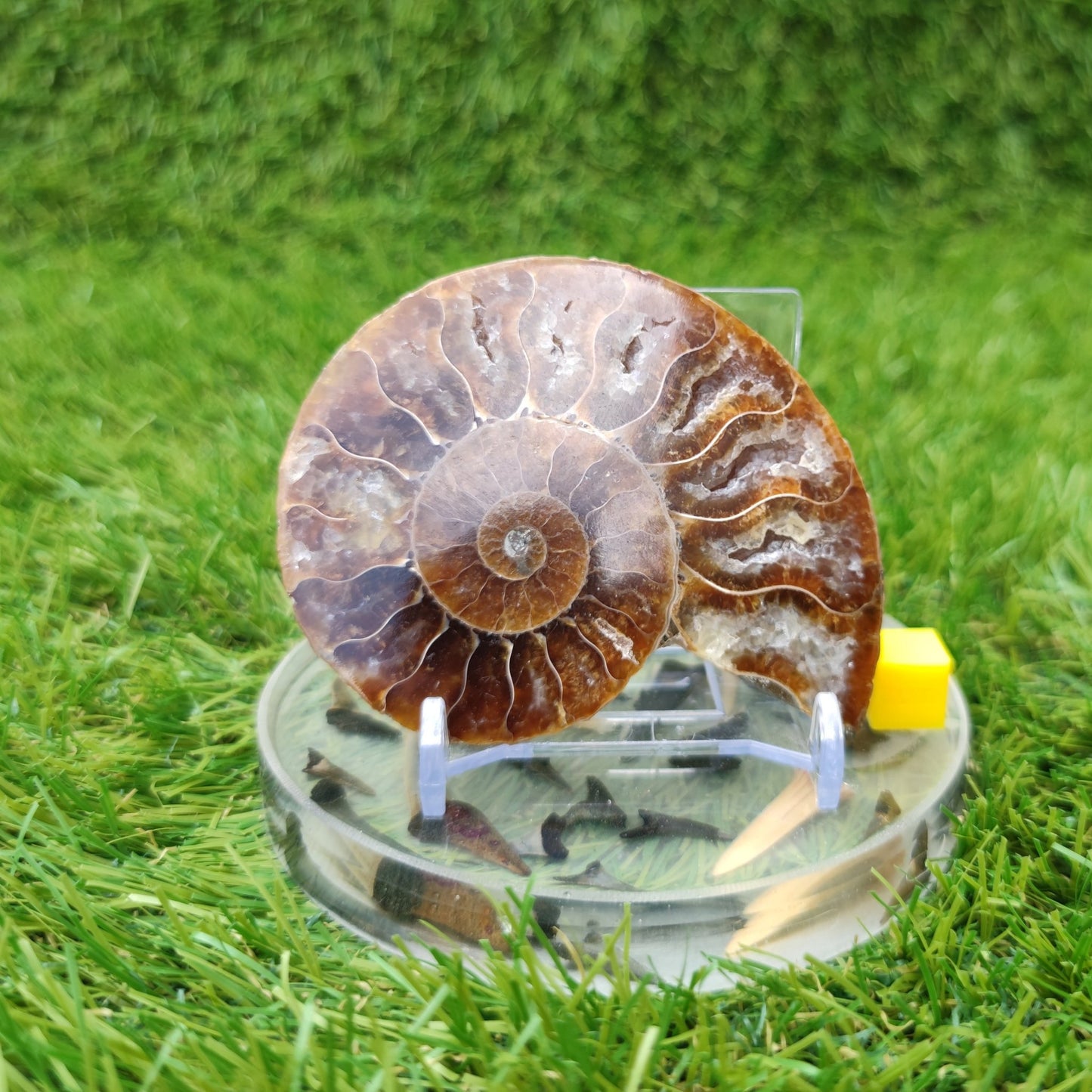 Madagascar polished ammonite fossil single - North Yorkshire Fossils