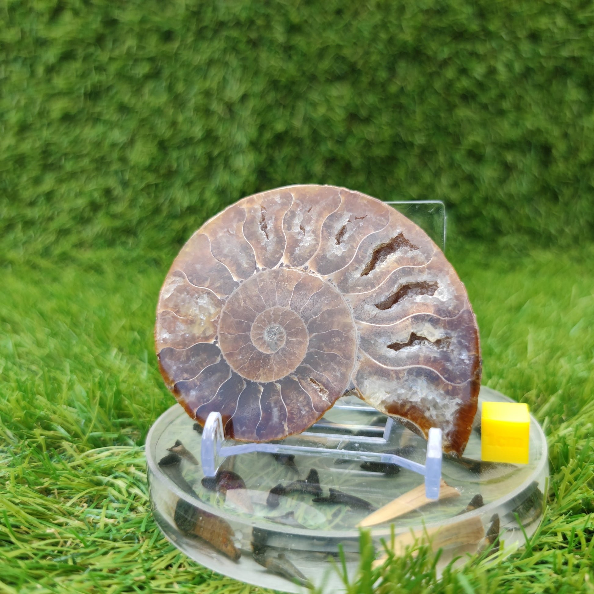 Madagascar polished ammonite fossil single - North Yorkshire Fossils