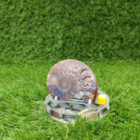 Madagascar polished ammonite fossil single - North Yorkshire Fossils