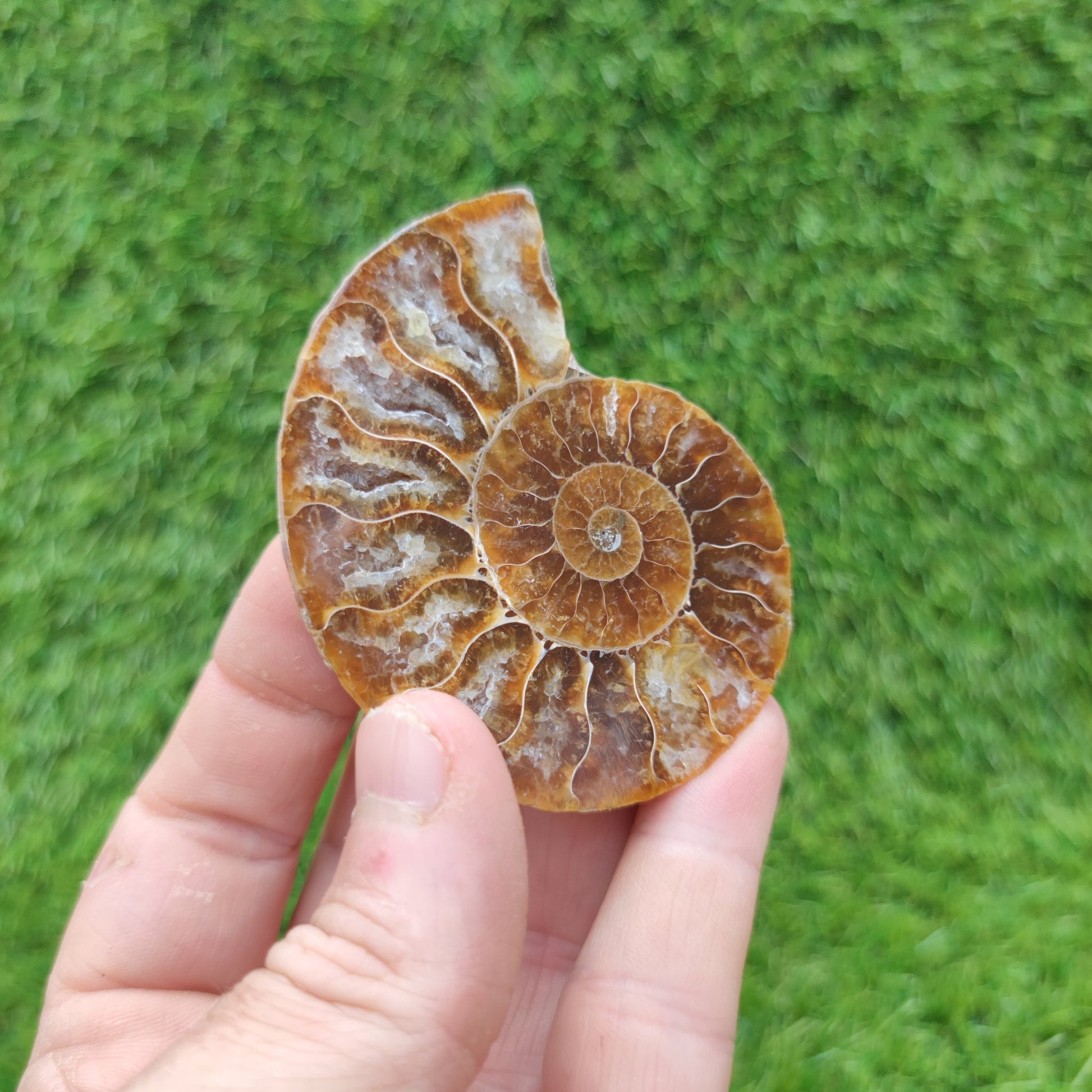Madagascar polished ammonite fossil single - North Yorkshire Fossils