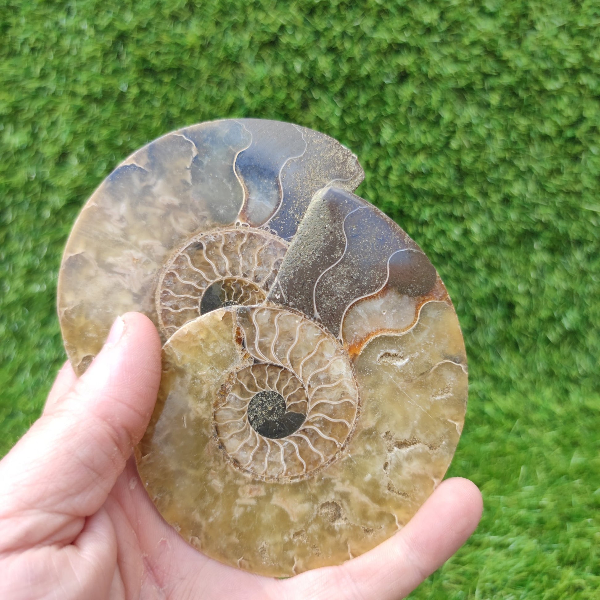 Madagascar polished fossil ammonite North Yorkshire Fossils - North Yorkshire Fossils