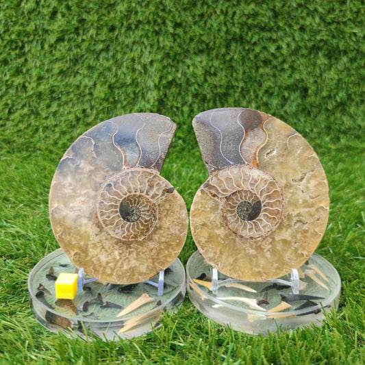 Madagascar polished fossil ammonite North Yorkshire Fossils - North Yorkshire Fossils
