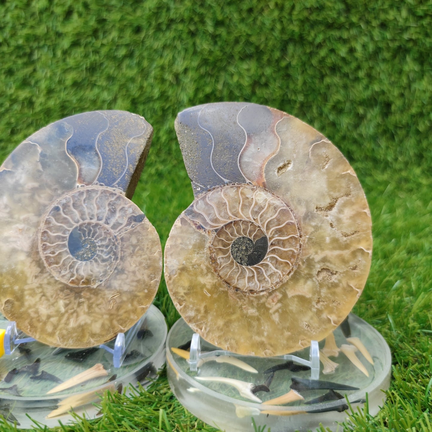 Madagascar polished fossil ammonite North Yorkshire Fossils - North Yorkshire Fossils
