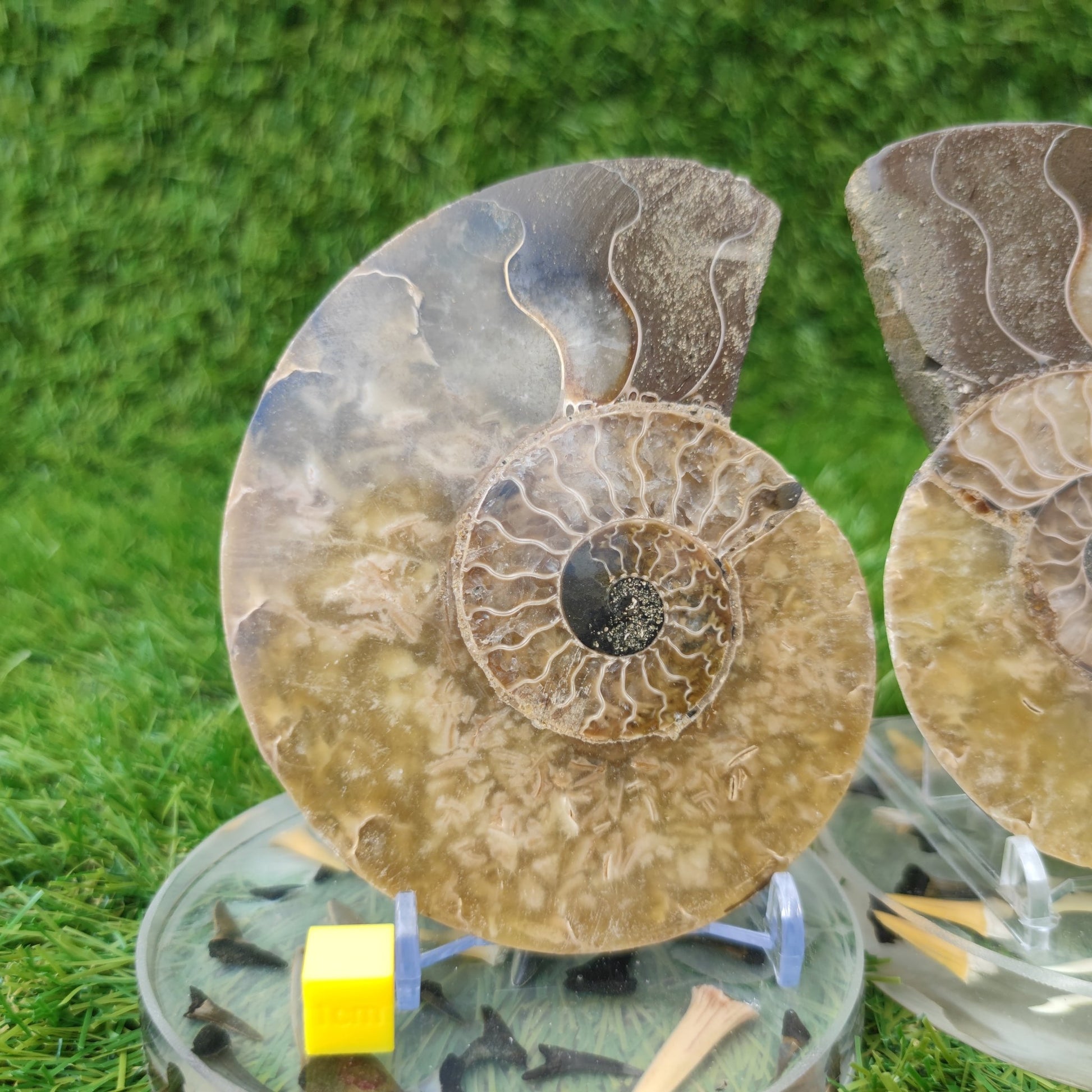 Madagascar polished fossil ammonite North Yorkshire Fossils - North Yorkshire Fossils