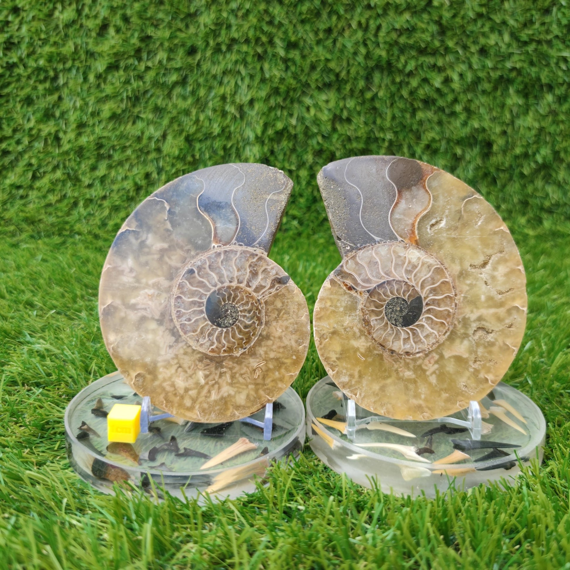 Madagascar polished fossil ammonite North Yorkshire Fossils - North Yorkshire Fossils