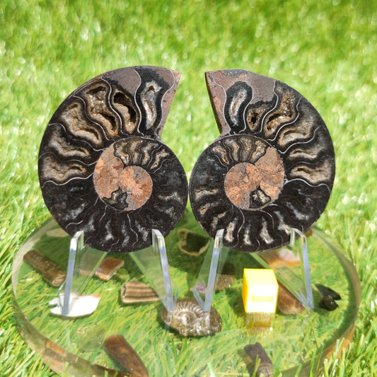 Madagascar rare black and multicoloured ammonite fossil - North Yorkshire Fossils