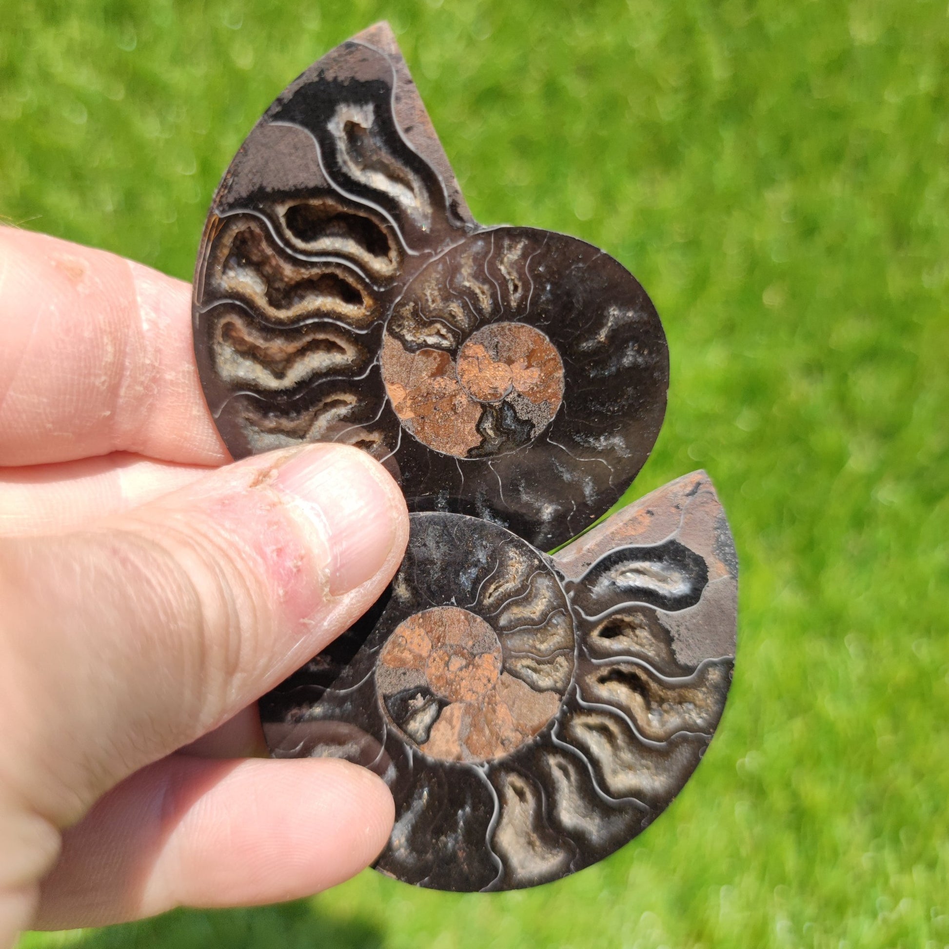 Madagascar rare black and multicoloured ammonite fossil - North Yorkshire Fossils