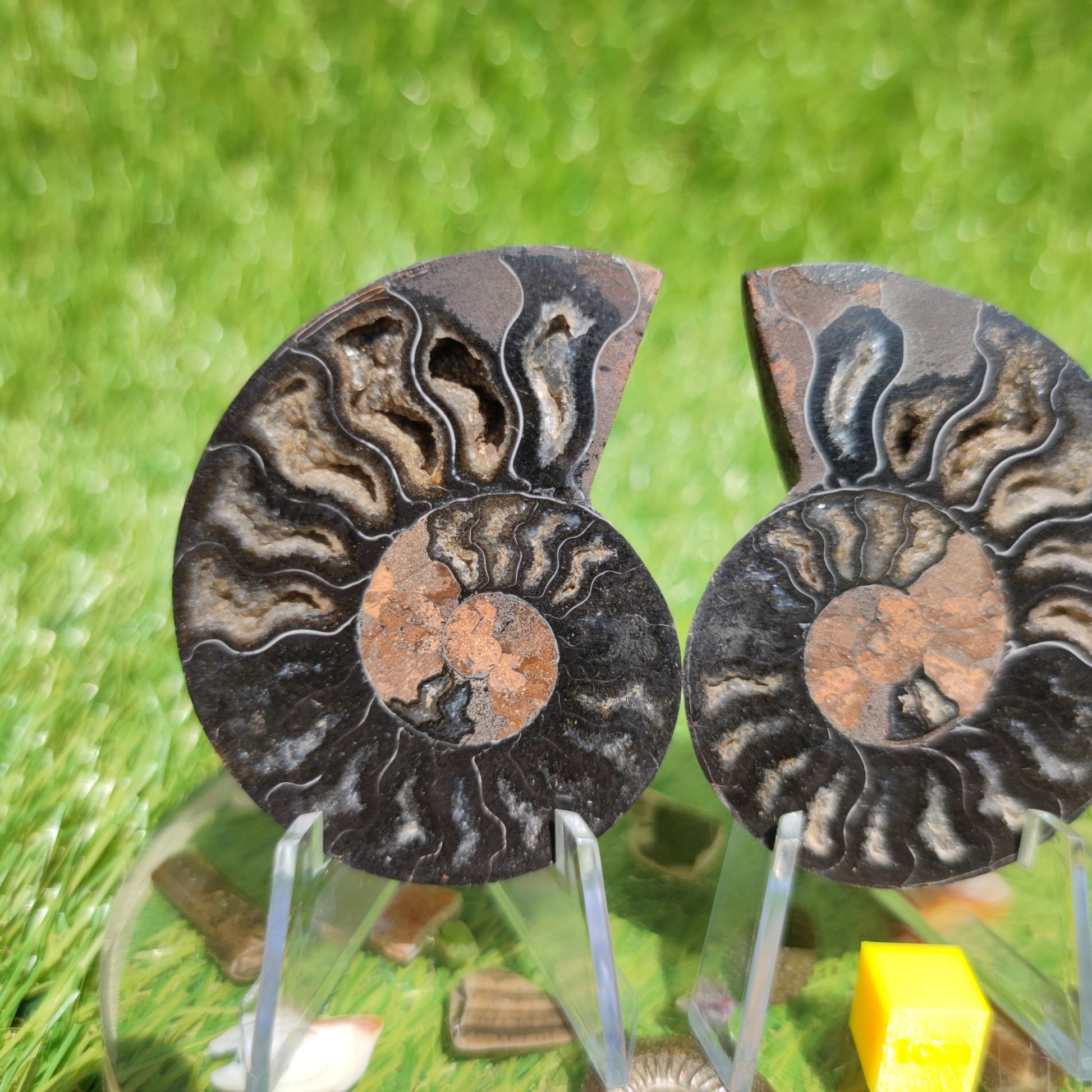 Madagascar rare black and multicoloured ammonite fossil - North Yorkshire Fossils