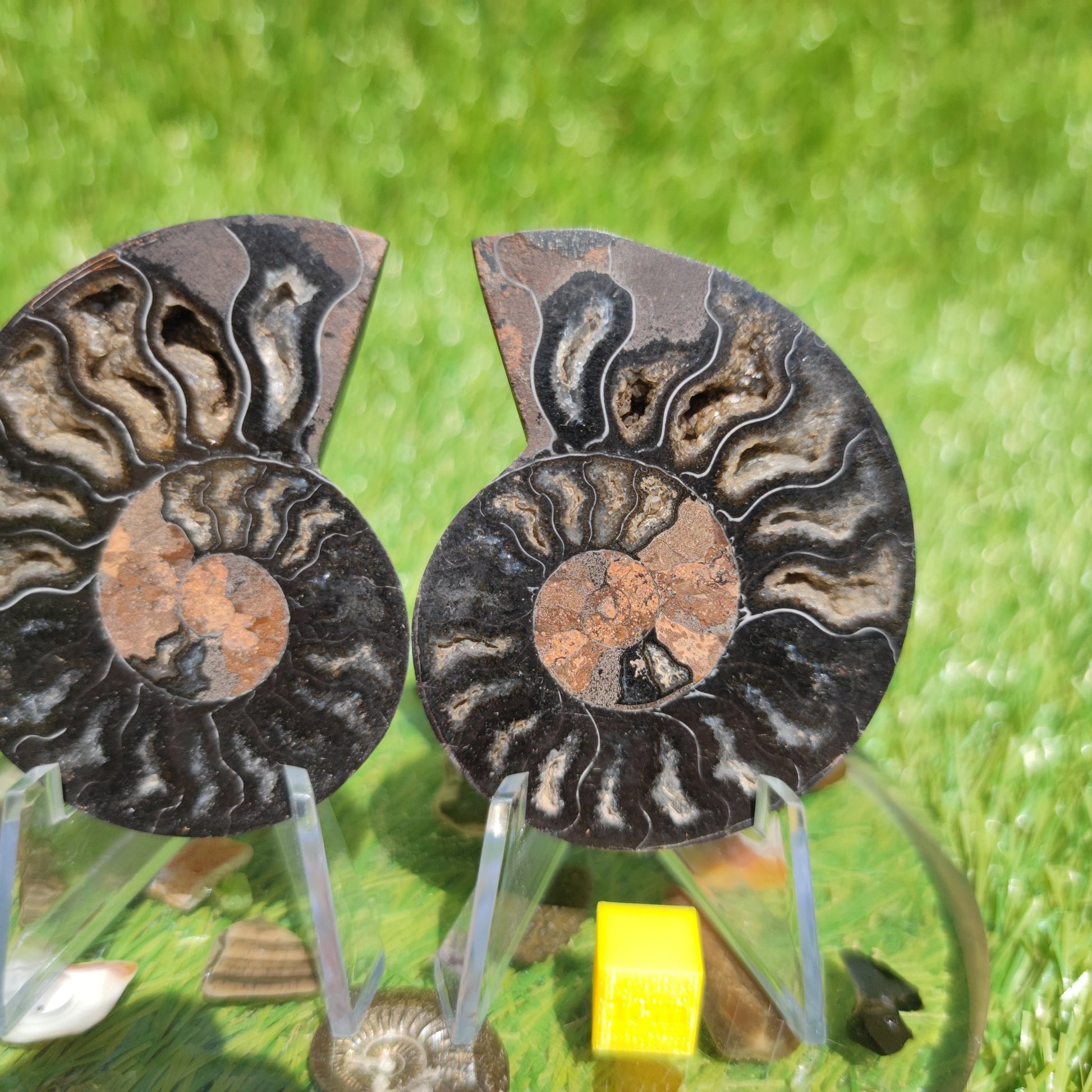 Madagascar rare black and multicoloured ammonite fossil - North Yorkshire Fossils