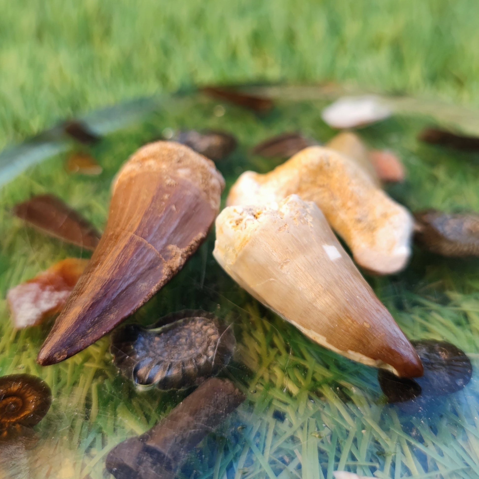 Marine reptile shark tooth bundle North Yorkshire fossils - North Yorkshire Fossils