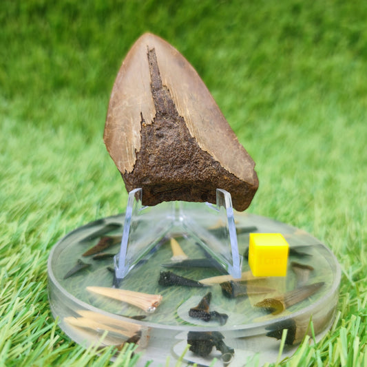 Megalodon shark tooth - North Yorkshire Fossils
