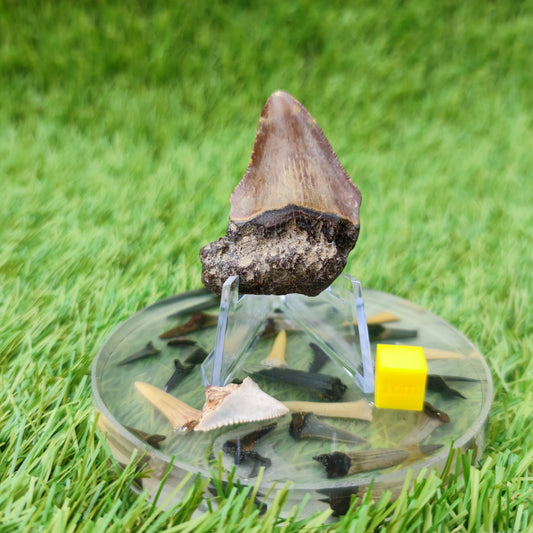 Megalodon tooth x 2 - North Yorkshire Fossils