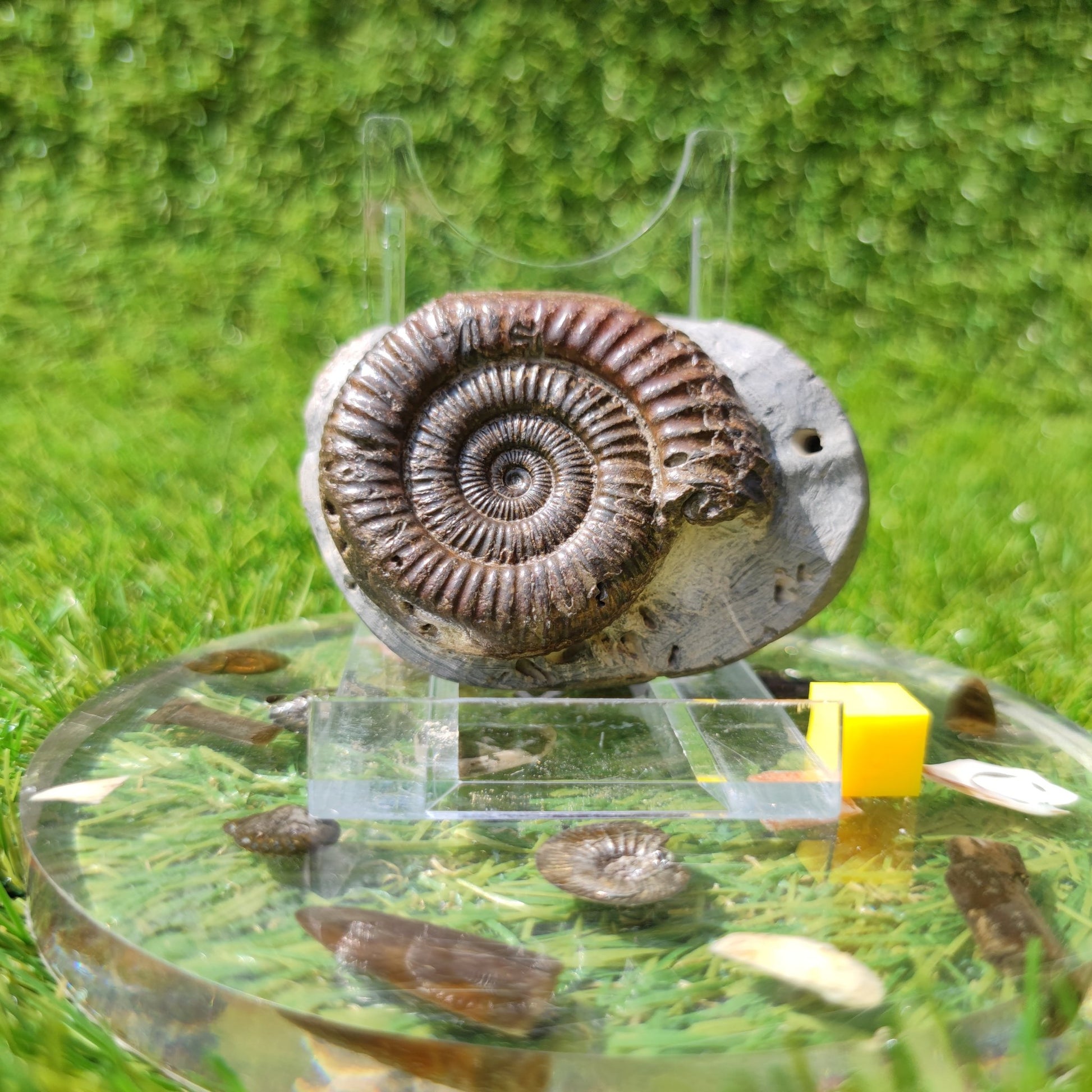 North Yorkshire ammonite fossil - North Yorkshire Fossils