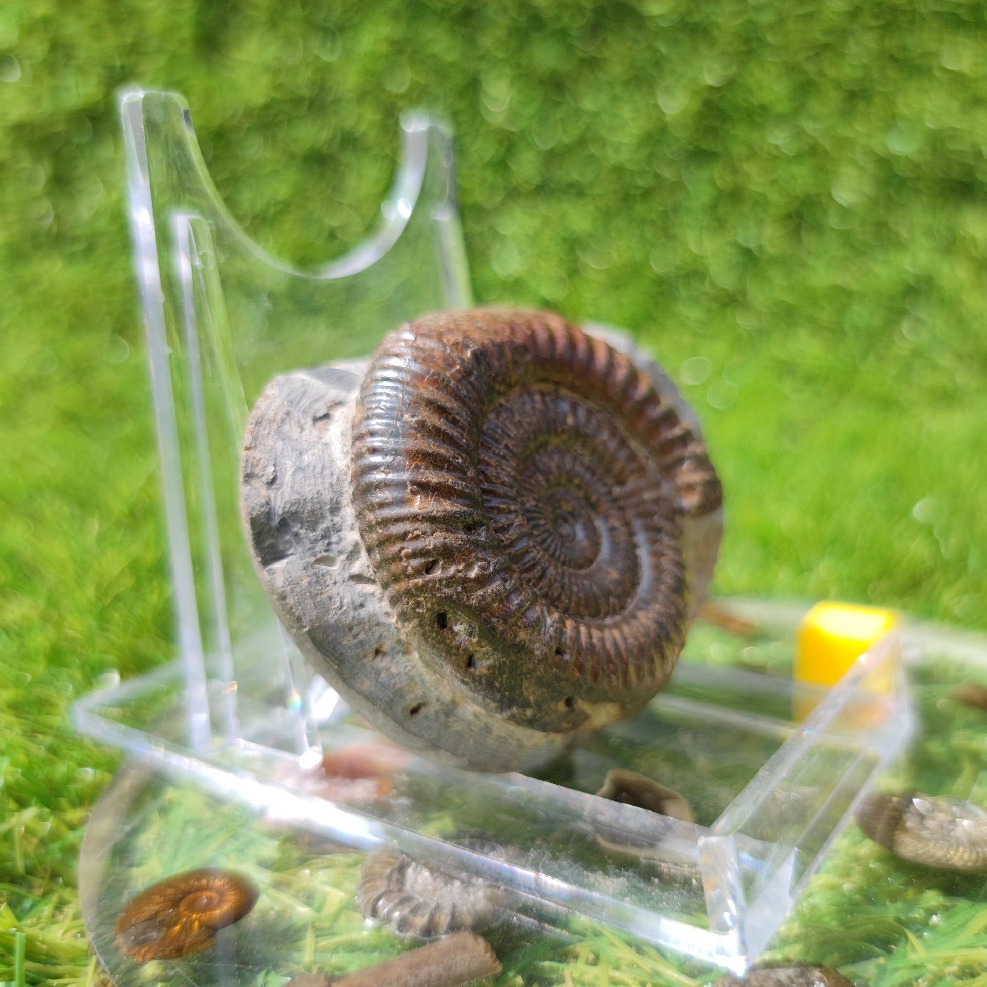 North Yorkshire ammonite fossil - North Yorkshire Fossils