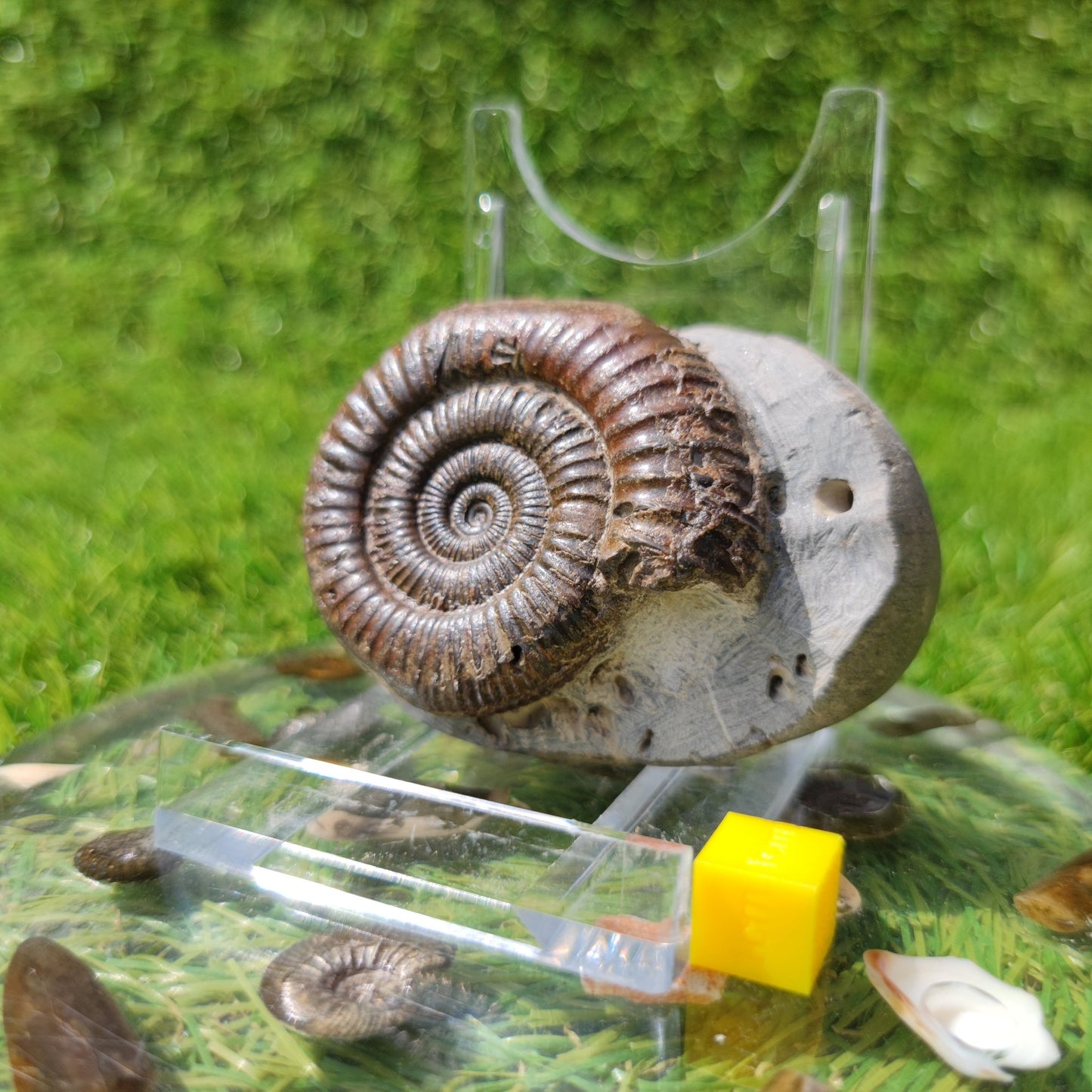 North Yorkshire ammonite fossil - North Yorkshire Fossils
