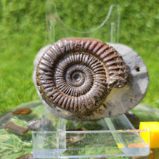 North Yorkshire ammonite fossil - North Yorkshire Fossils