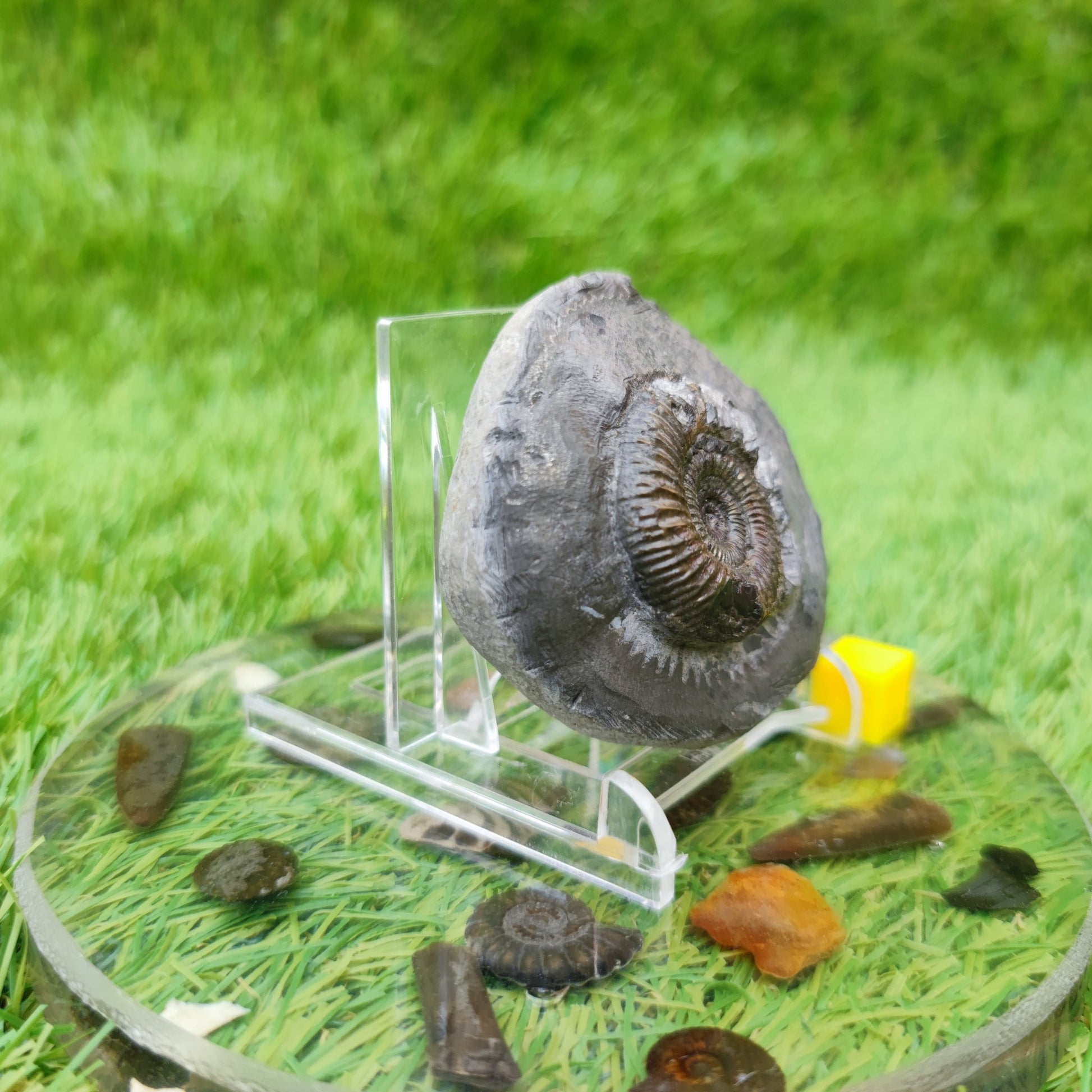 North Yorkshire ammonite fossil - North Yorkshire Fossils