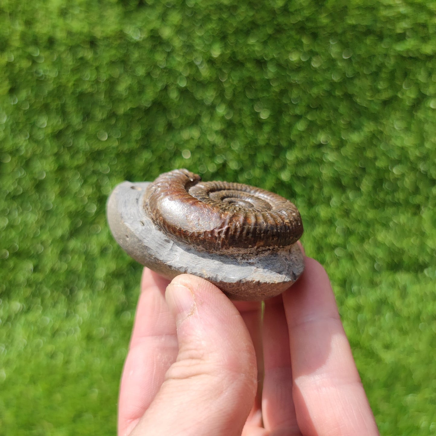 North Yorkshire ammonite fossil - North Yorkshire Fossils