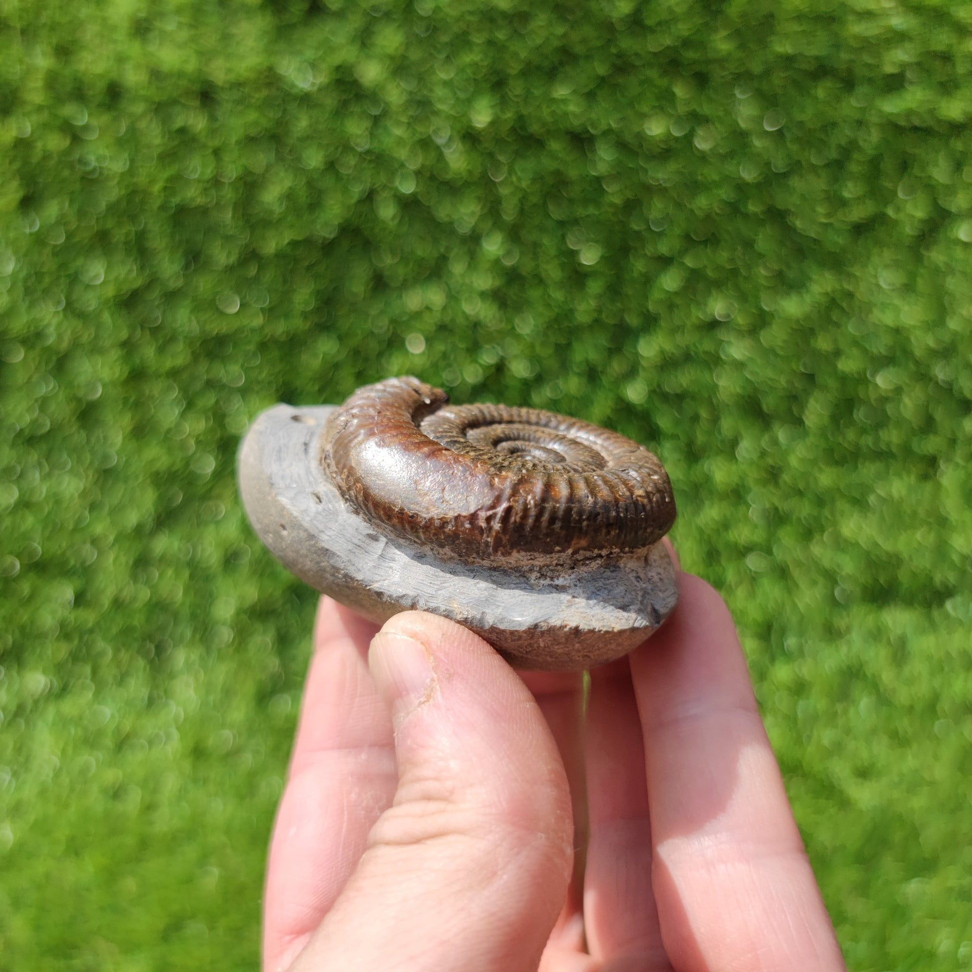North Yorkshire ammonite fossil - North Yorkshire Fossils