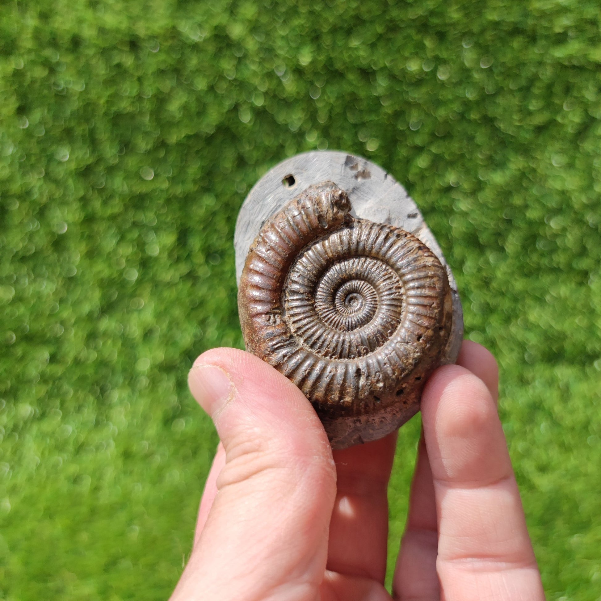 North Yorkshire ammonite fossil - North Yorkshire Fossils