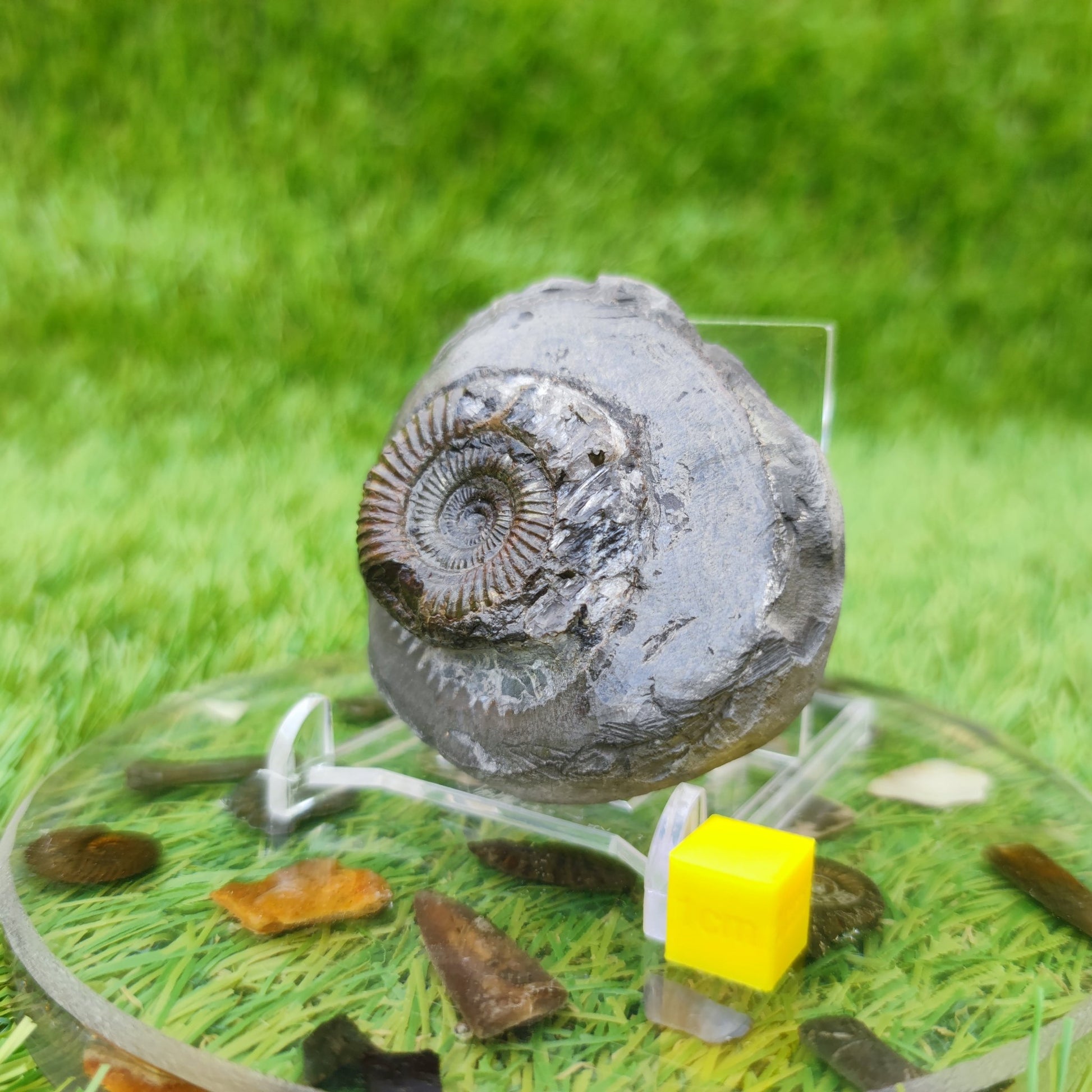North Yorkshire ammonite fossil - North Yorkshire Fossils