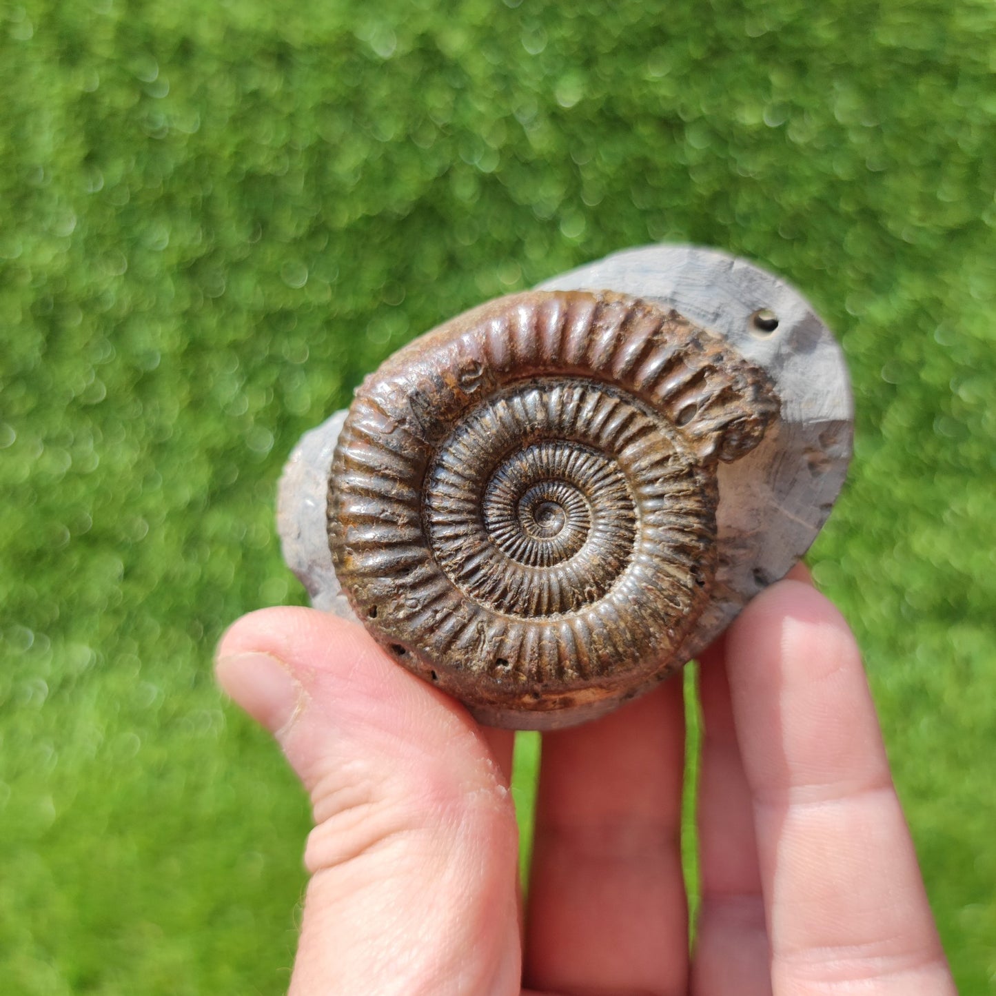 North Yorkshire ammonite fossil - North Yorkshire Fossils