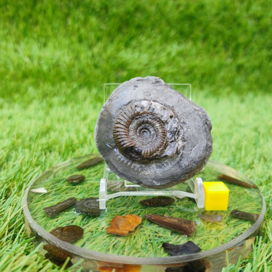 North Yorkshire ammonite fossil - North Yorkshire Fossils