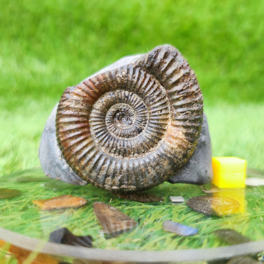 North Yorkshire ammonite fossil free standing - North Yorkshire Fossils
