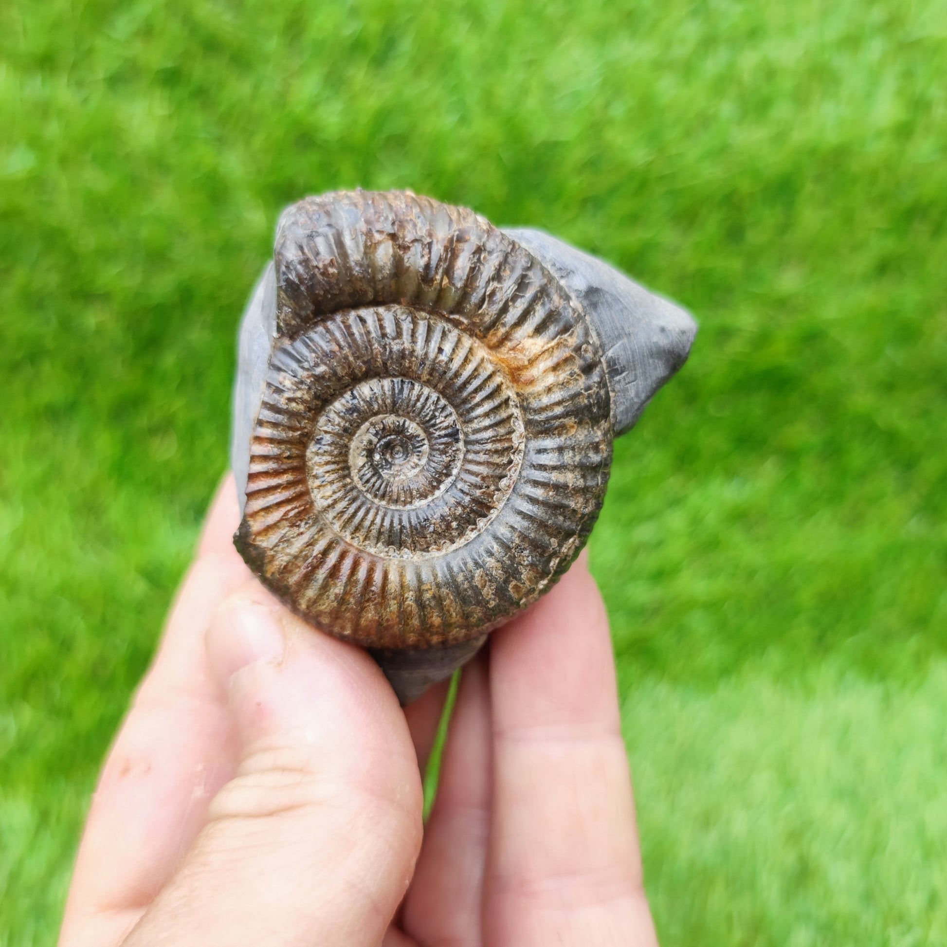 North Yorkshire ammonite fossil free standing - North Yorkshire Fossils