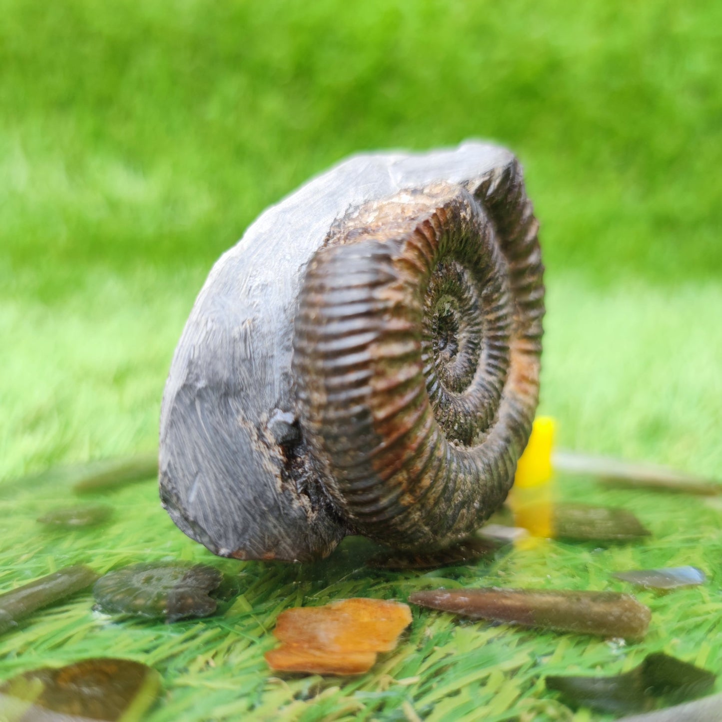 North Yorkshire ammonite fossil free standing - North Yorkshire Fossils