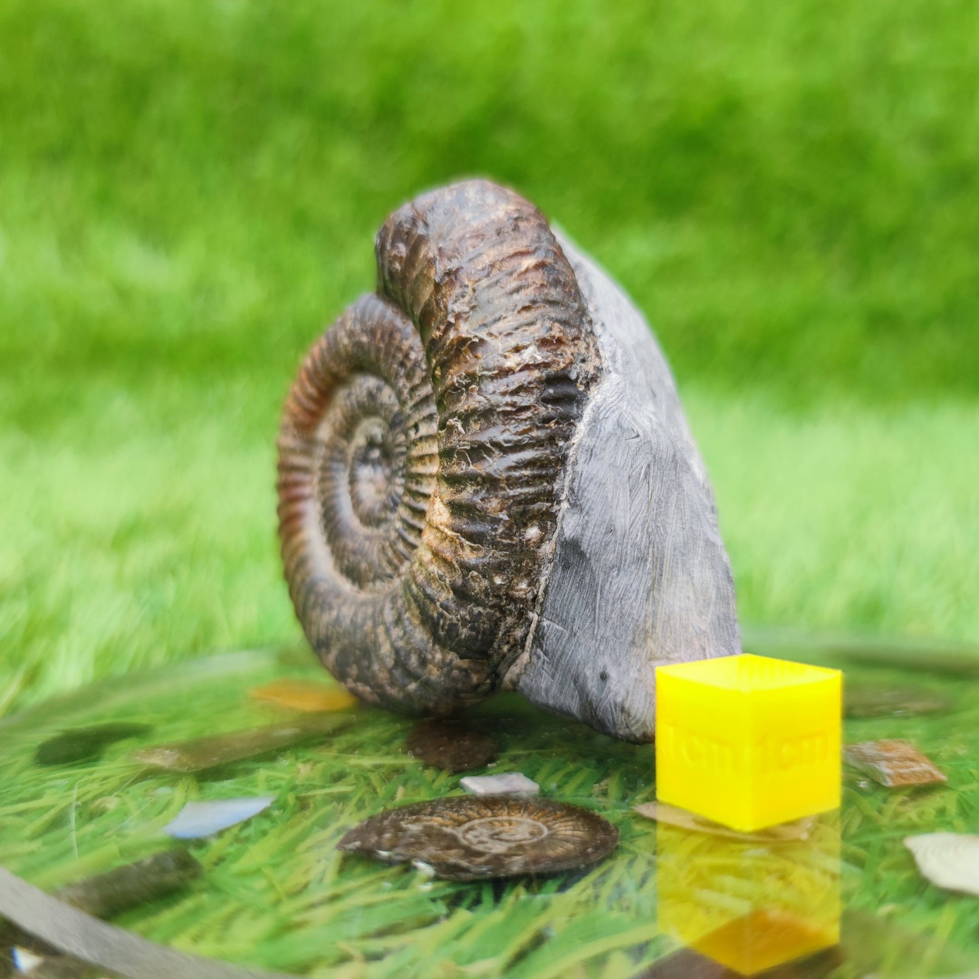 North Yorkshire ammonite fossil free standing - North Yorkshire Fossils