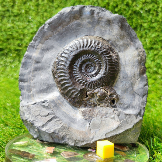 North Yorkshire ammonite fossil hildoceras - North Yorkshire Fossils