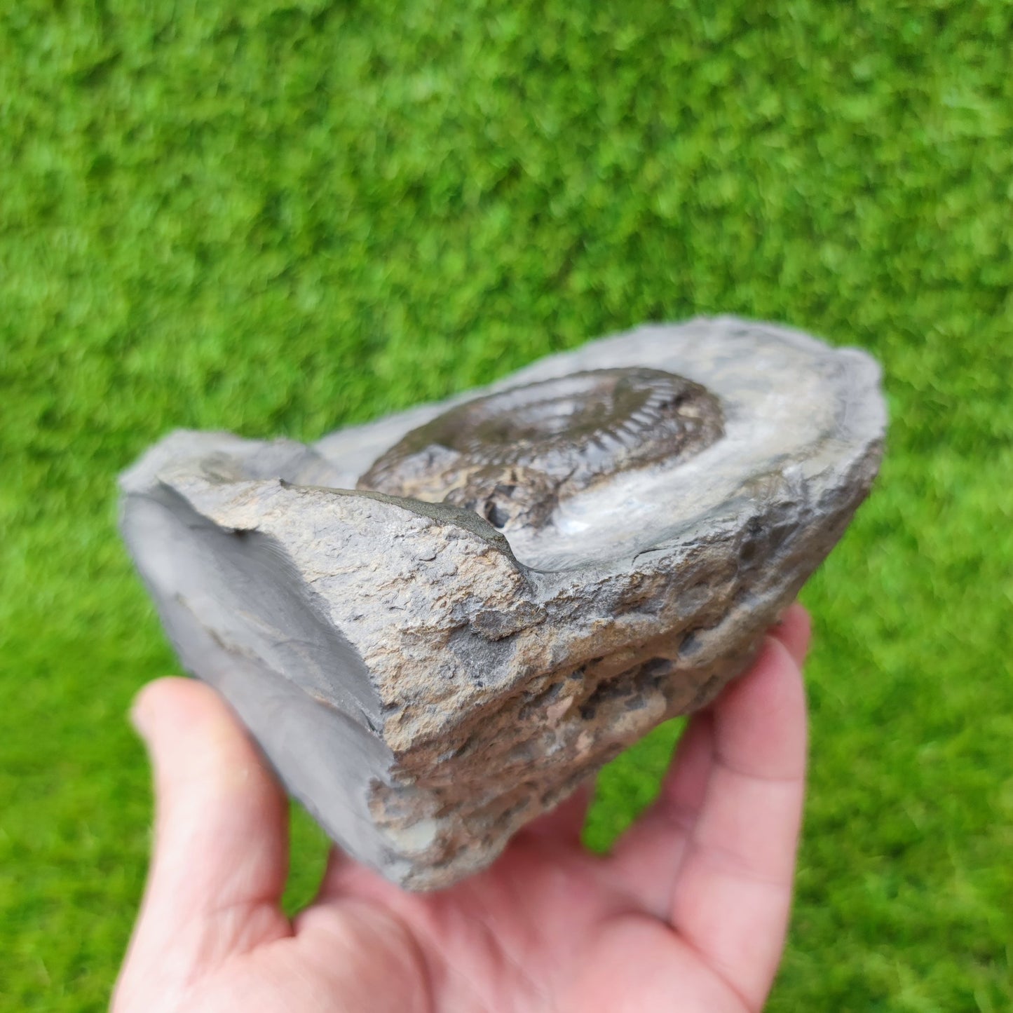 North Yorkshire ammonite fossil hildoceras - North Yorkshire Fossils