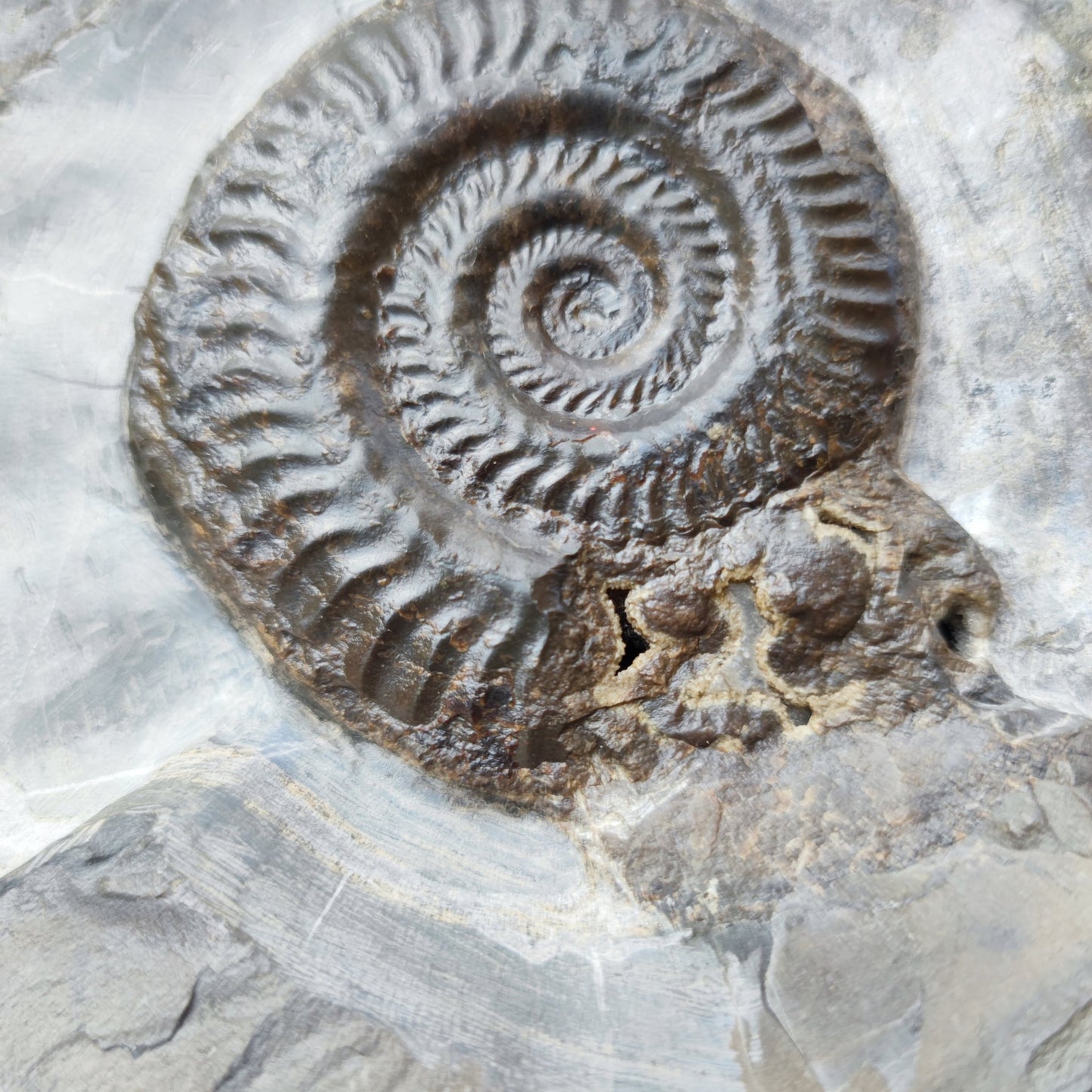 North Yorkshire ammonite fossil hildoceras - North Yorkshire Fossils